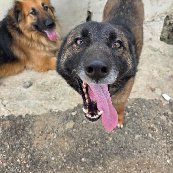 Carrie, Simil Pastore Del Caucaso